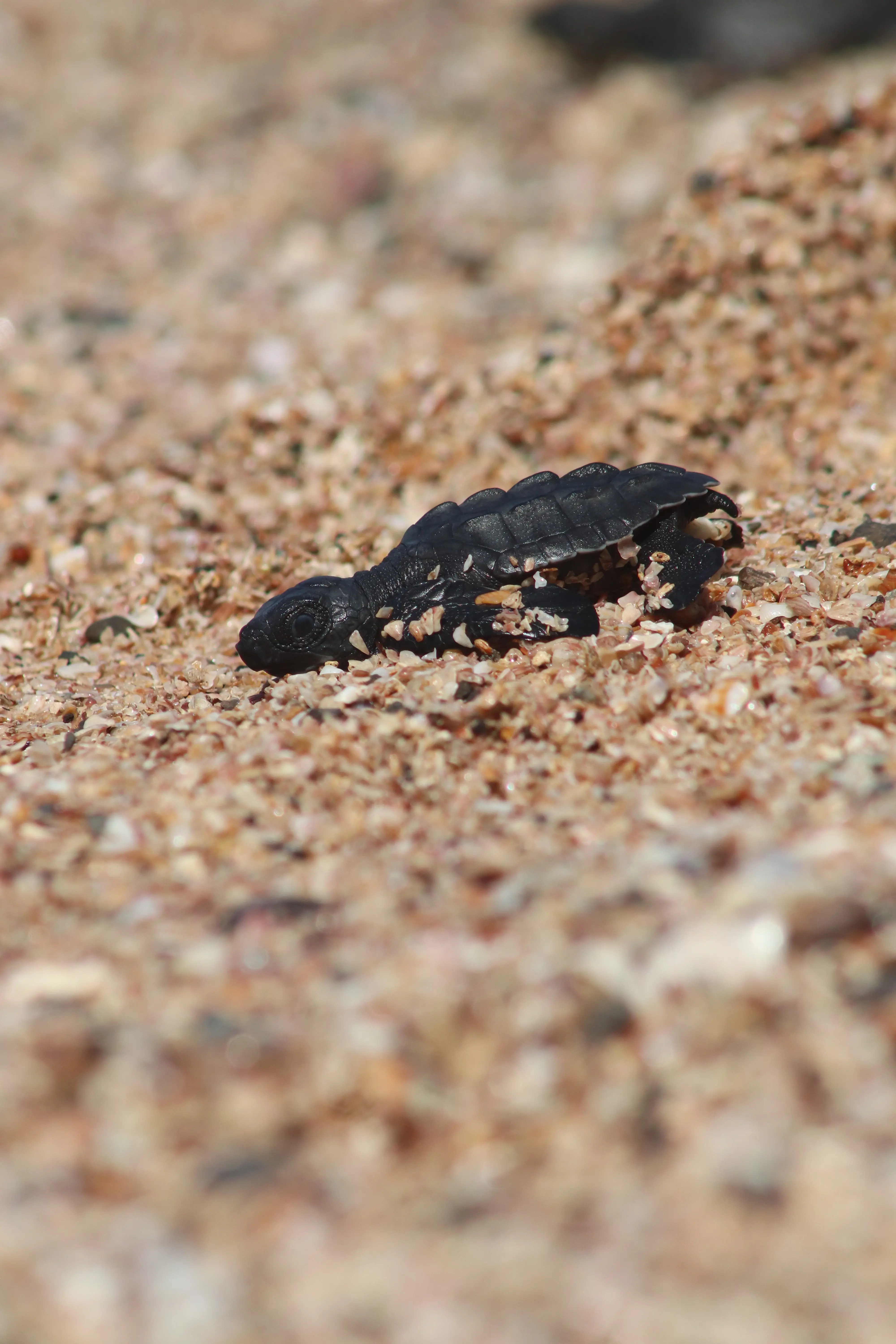 Rescate de Tortugas